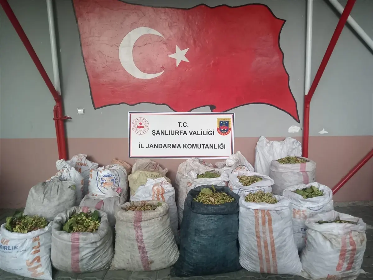 Ceylanpınar’da Fıstık Hırsızlığına Operasyon
